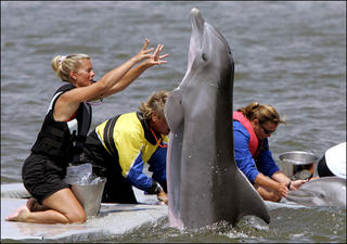 dolphin.jpg